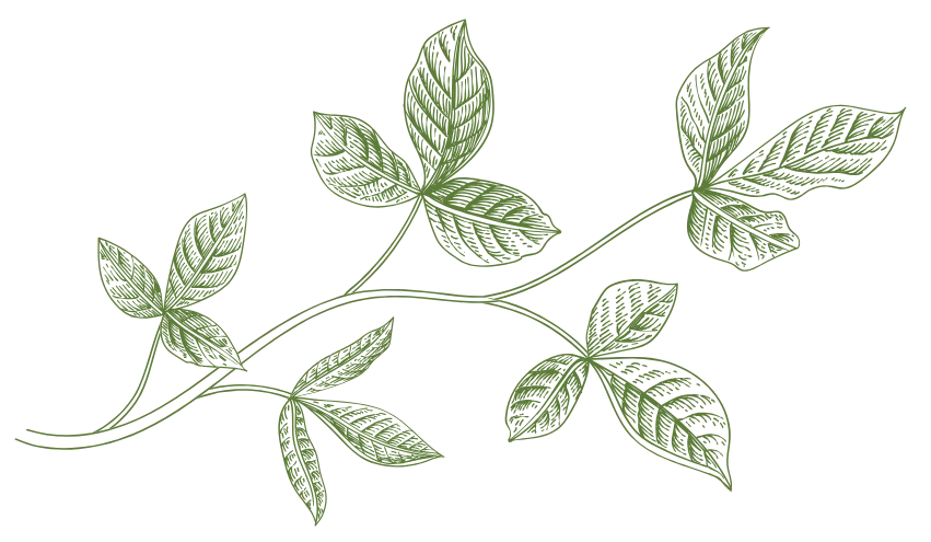 green leaves