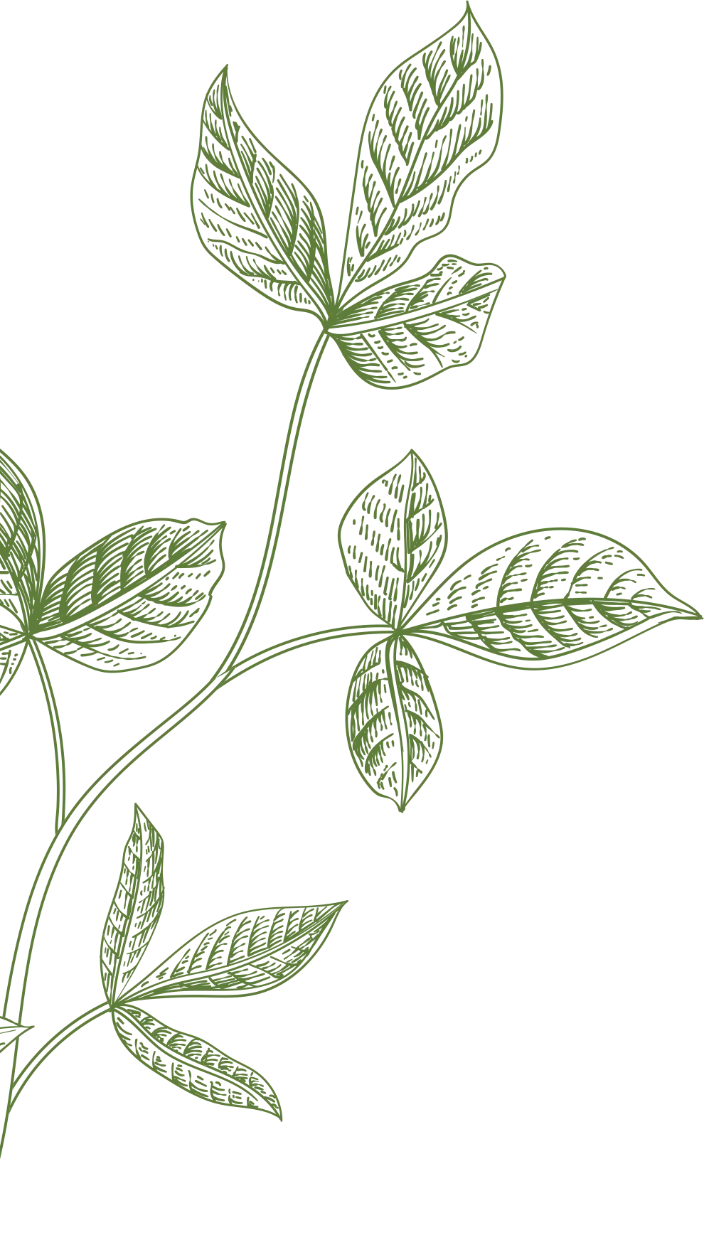 leaf
